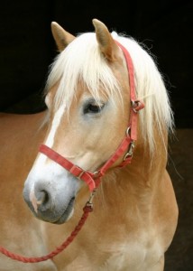 Haflinger.jpg
