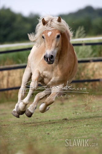 Haflinger 02