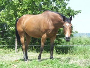 Obrazek