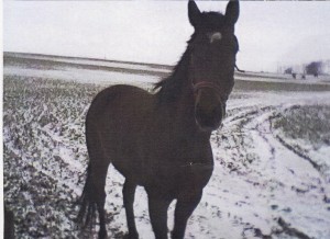 Obrazek