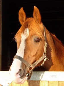 Obrazek